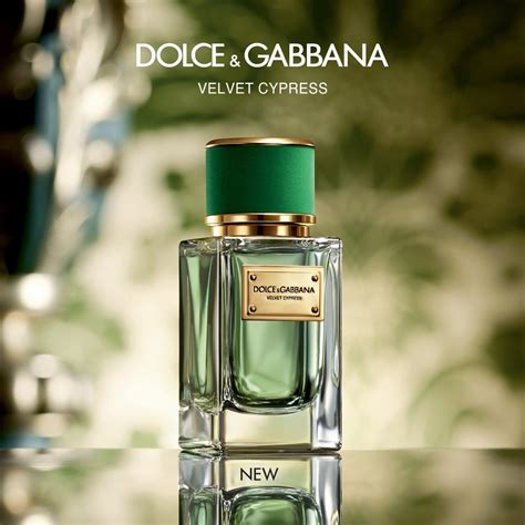 dolce gabbana velvet cypress yorum|Dolce & Gabbana Velvet Cypress .